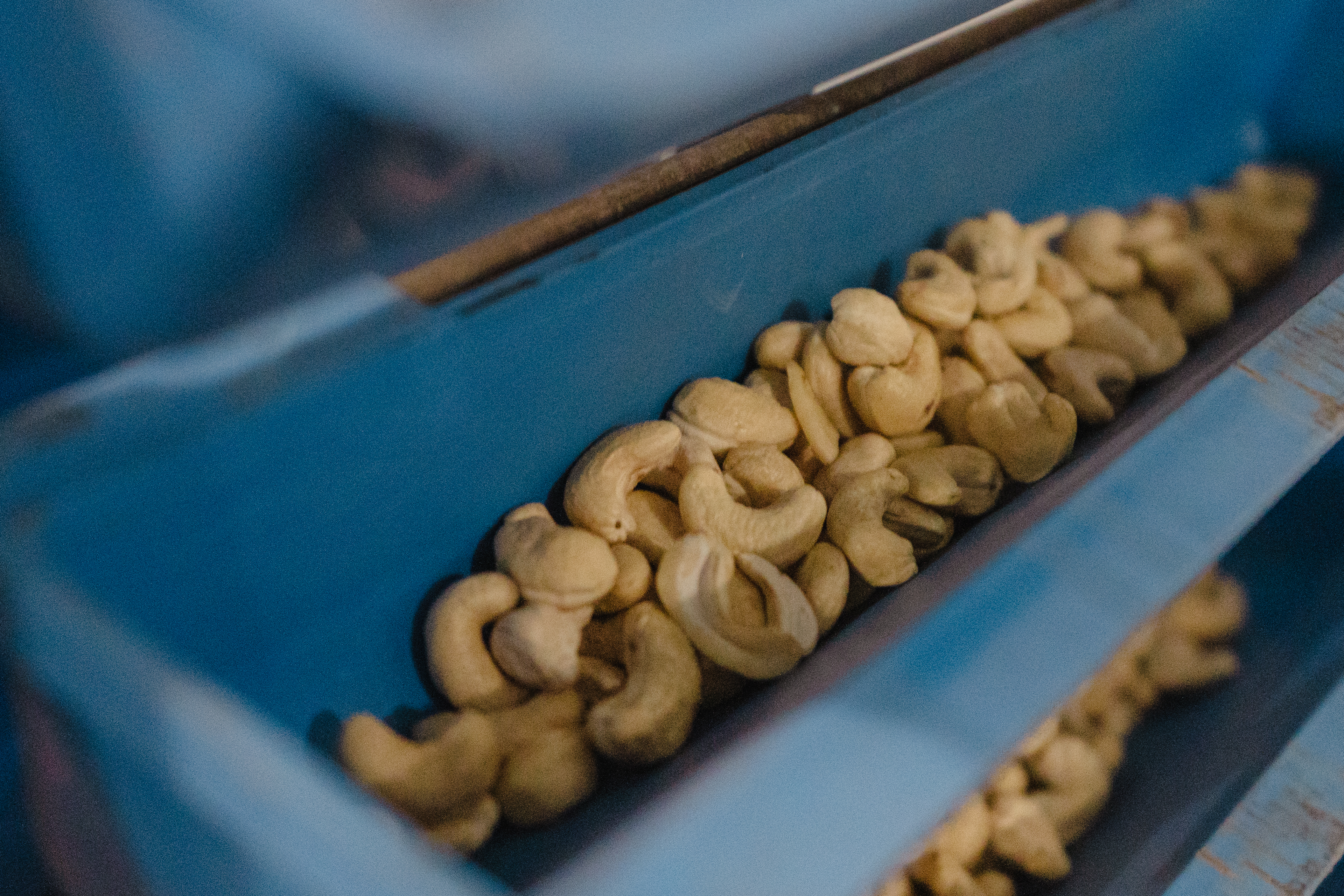 Cashew